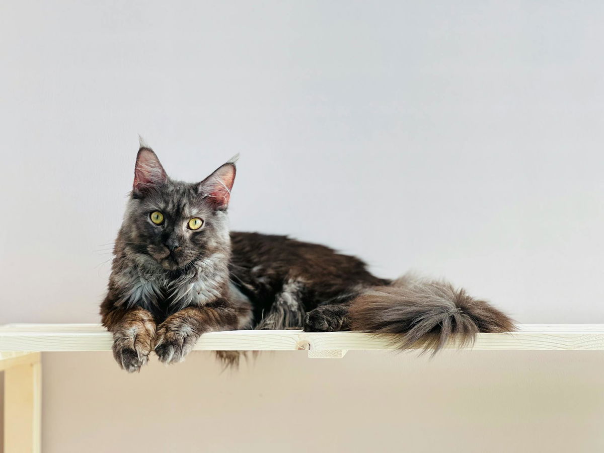 Build Easy DIY Cat Shelves: A Beginner's Guide for Happy Felines